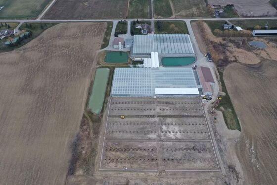 웬루오 관광 유리 온실 - 대규모 채소 재배 온실