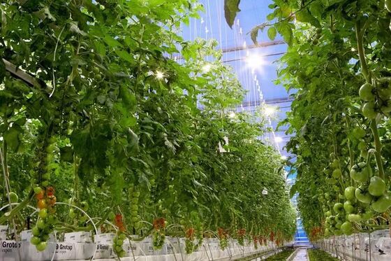 웬루오 관광 유리 온실 - 대규모 채소 재배 온실