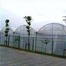 Continuous-span PO film greenhouse for increasing vegetable yields