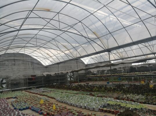 채소 수확량을 증가시키고 채소 성숙 과정을 가속화하기 위해 사용되는 연속 스펜 폴리에틸렌 필름 온실