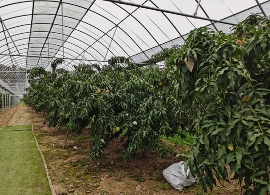 웬루 관광 유리 온실 - 대규모 과일 재배 온실