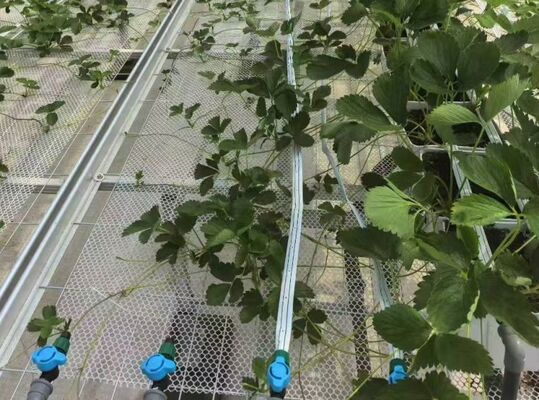 과일 재배 온실, 큰 Woonloos 관광 유리 온실